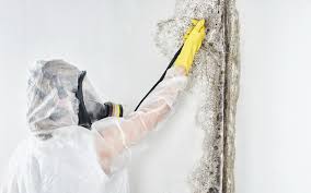 Best Water Damage & Mold Remediation  in Mercer, PA